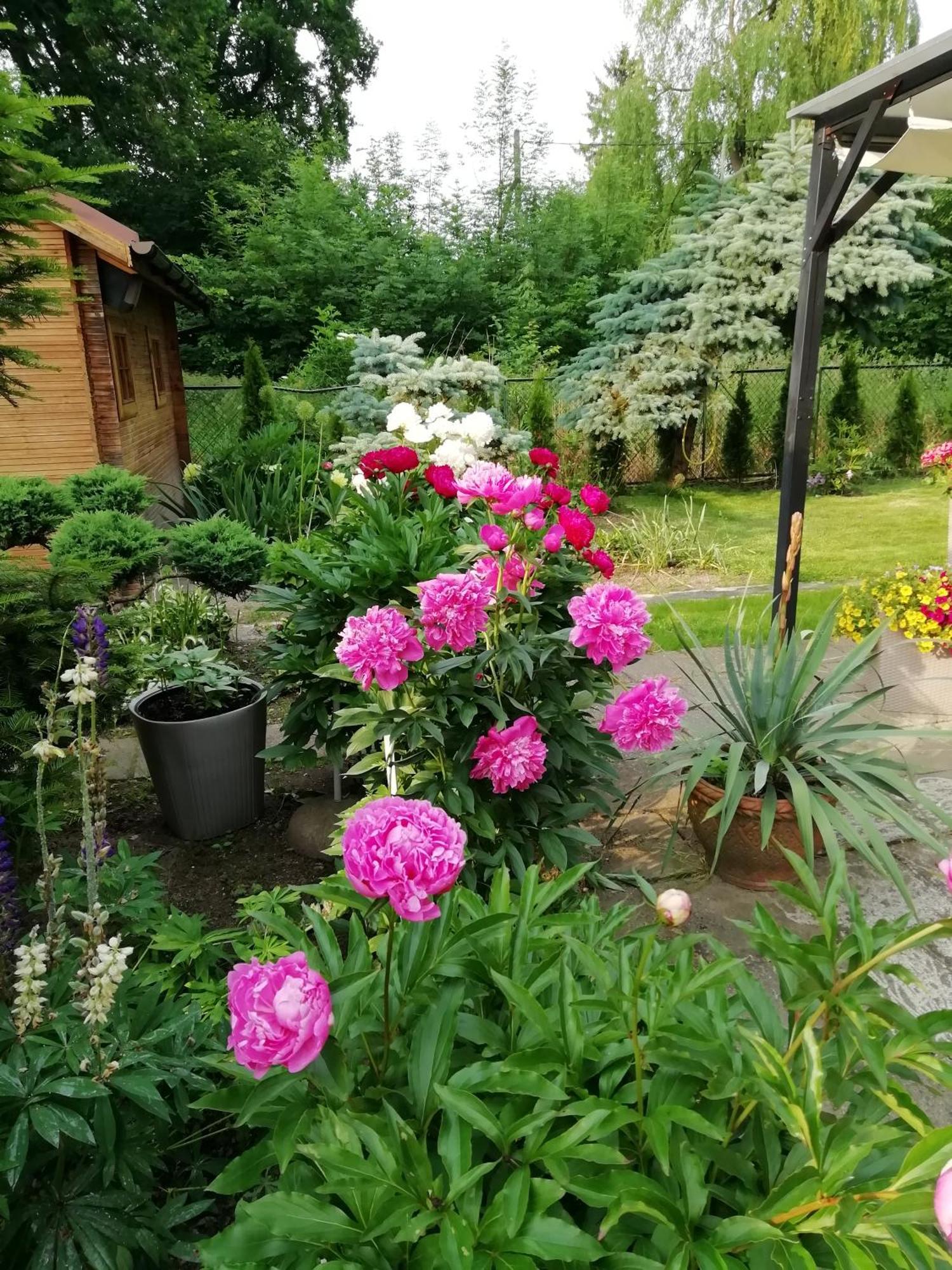 Apartament Wlodek Jelenia Góra Eksteriør billede